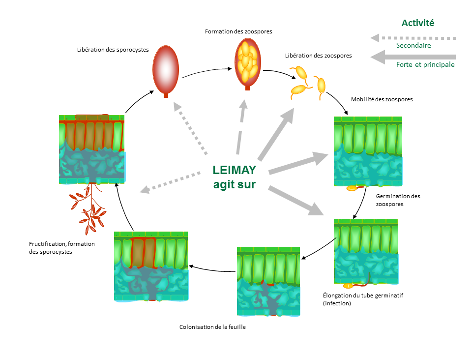 Graphe_Leimay_Site internet