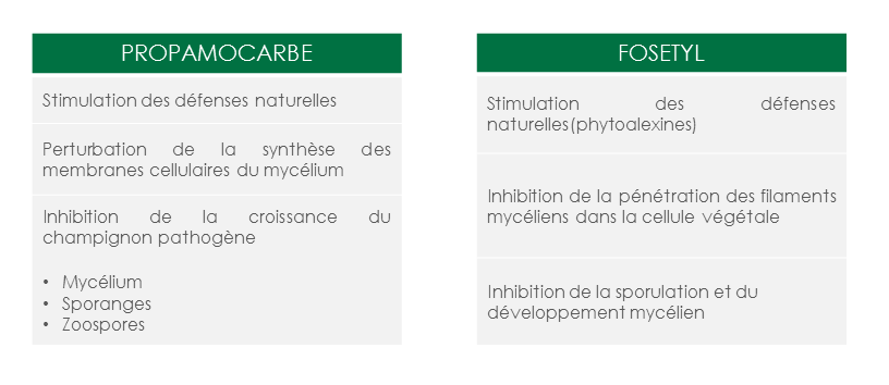 Graphe_Previcur Energy_Site internet