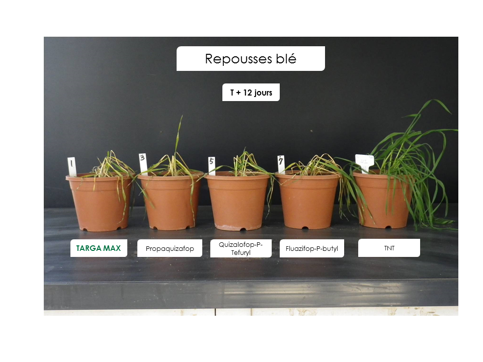 Graphe_Targa Max_Repousses blé