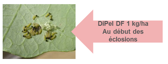 position-dipel